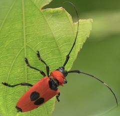 Cereopsius praetorius