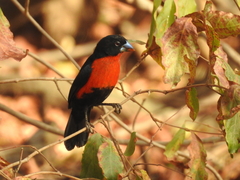 Western Bluebill photo 1