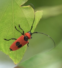 Cereopsius praetorius