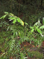 Monanthotaxis caffra