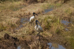 Threskiornis melanocephalus