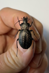 Carabus cumanus