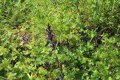 Phelipanche aegyptiaca