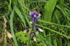 Bellevalia trifoliata