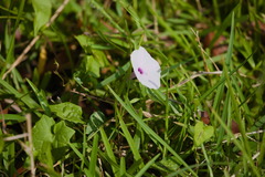 Ipomoea aquatica