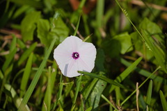 Ipomoea aquatica