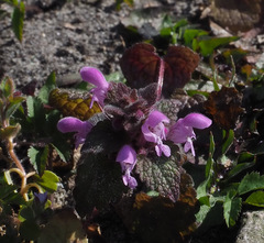 Lamium purpureum