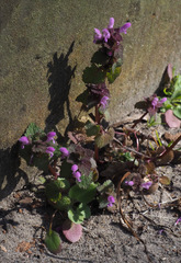 Lamium purpureum