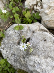 Stellaria cupaniana