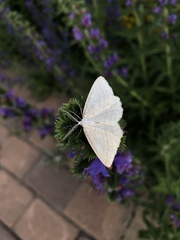 Perconia strigillaria