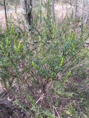 Hypericum tenuifolium