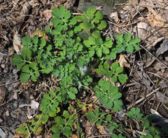 Chelidonium majus