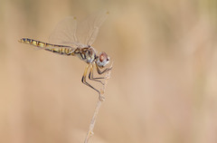 Selysiothemis nigra