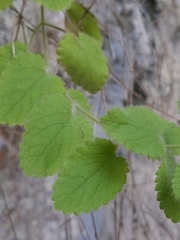 Melissa officinalis altissima