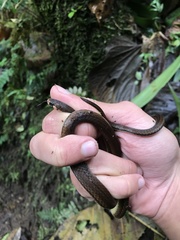 Tantilla melanocephala