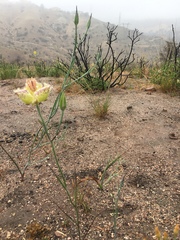Calochortus weedii intermedius
