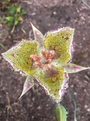 Calochortus weedii intermedius