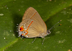 Electrostrymon hugon