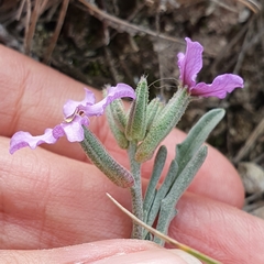 Matthiola fruticulosa