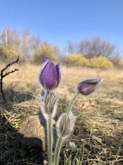 Pulsatilla grandis
