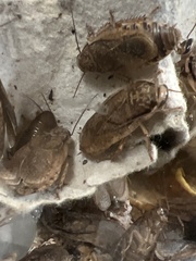 Nauphoeta cinerea