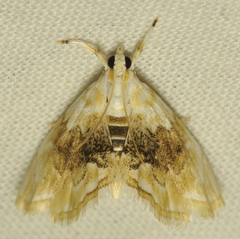 Lipocosma sicalis