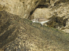 Calidris alba