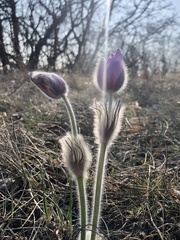 Pulsatilla grandis