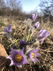 Pulsatilla grandis