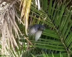 Melaenornis edolioides