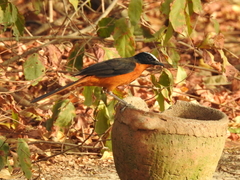 Cossypha albicapillus