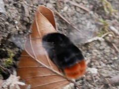 Bombus lapidarius