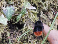 Bombus lapidarius