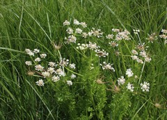 Oenanthe prolifera