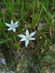 Ornithogalum