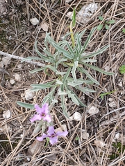 Matthiola fruticulosa