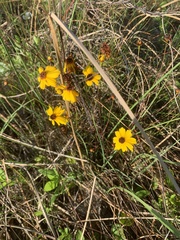 Coreopsis linifolia