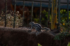 Funambulus pennantii