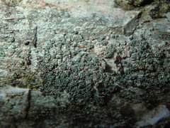 Buellia griseovirens