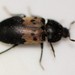 Skin Beetles - Photo (c) Jason M Crockwell, some rights reserved (CC BY-NC-ND), uploaded by Jason M Crockwell