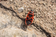 Pyrrhocoris apterus