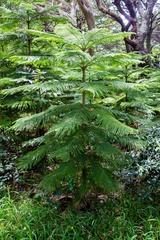 Araucaria columnaris