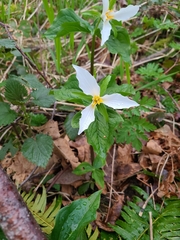 Trillium ovatum