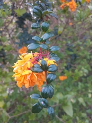 Berberis darwinii