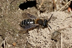 Andrena clarkella