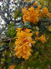 Berberis darwinii