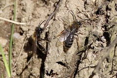 Andrena clarkella
