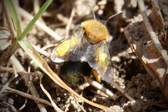 Andrena clarkella