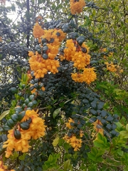 Berberis darwinii