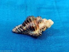 Chicoreus